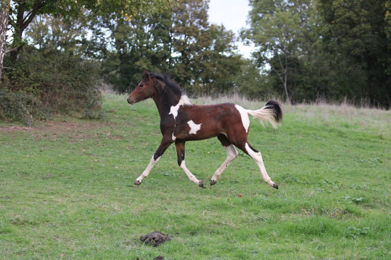 Filly Welsh Part Bred For sale 2025 Coloured