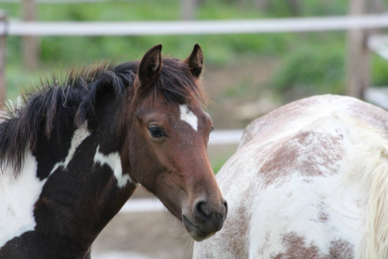 Filly Welsh Part Bred For sale 2025 Coloured