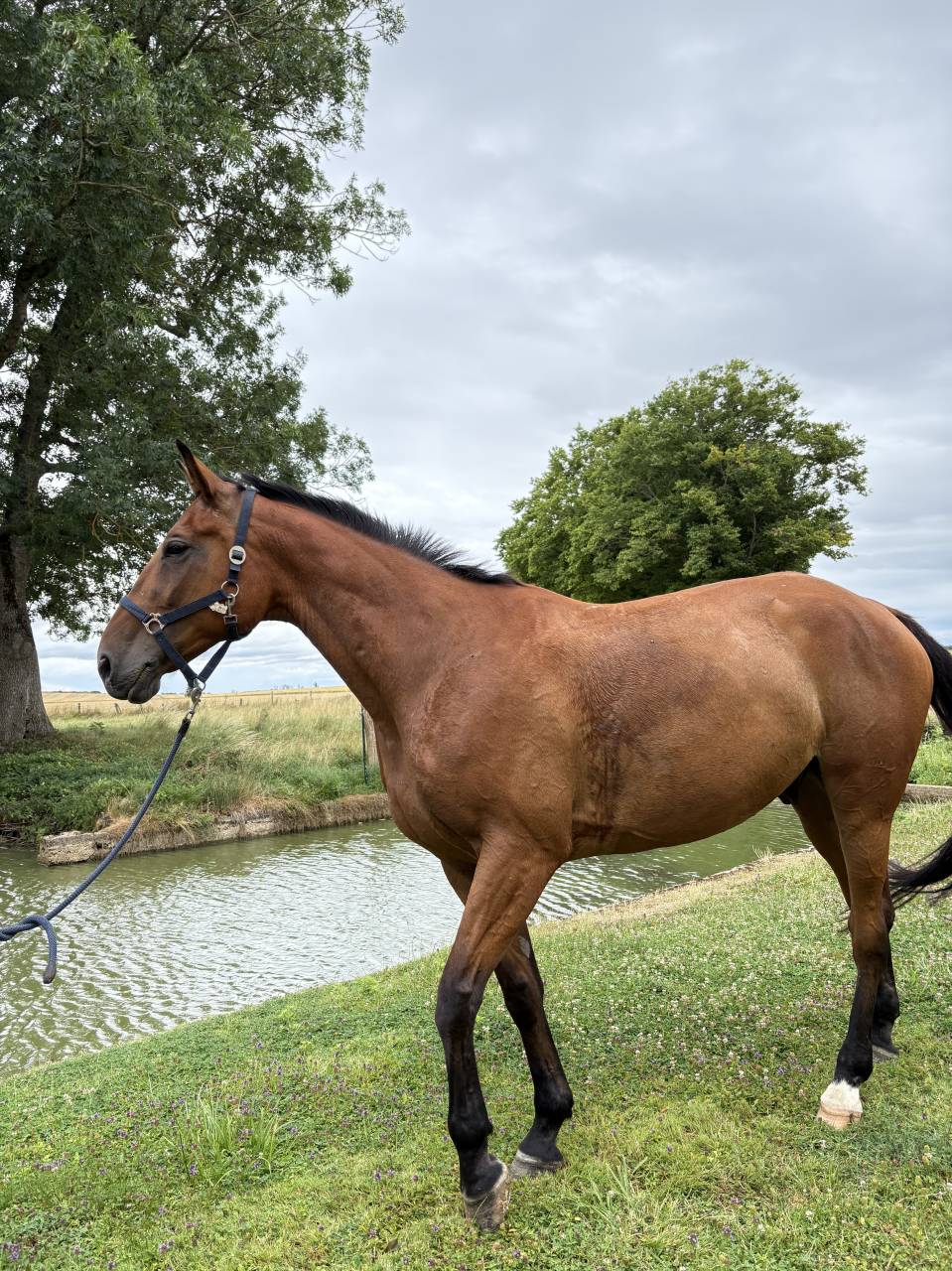 Gelding French Trotter For sale 2015 Chesnut
