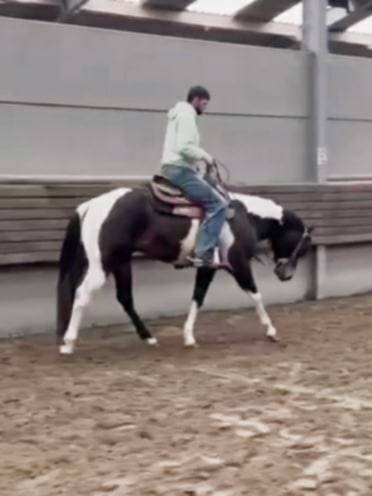 Judge Fancy d Flots - Paint 2019 by Forever fancy d flots