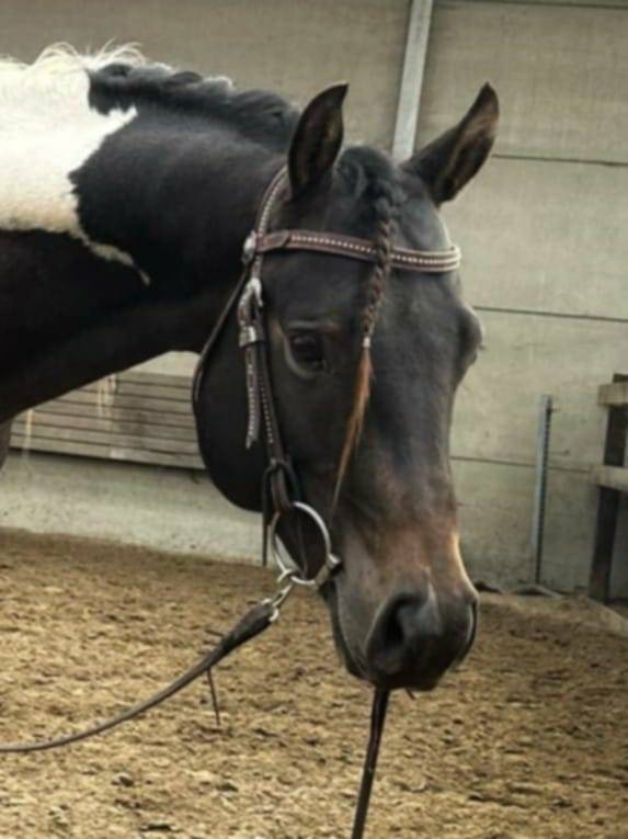 Judge Fancy d Flots - Paint 2019 by Forever fancy d flots