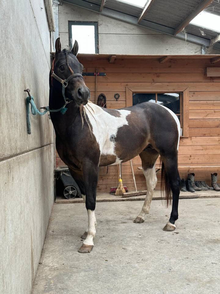 Judge Fancy d Flots - Paint 2019 by Forever fancy d flots