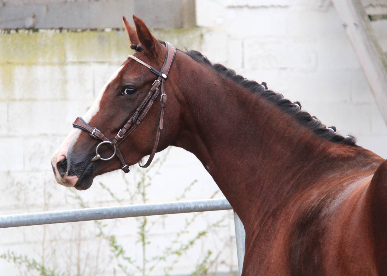 Mare French Saddle Pony For sale 2022 Liver chestnut