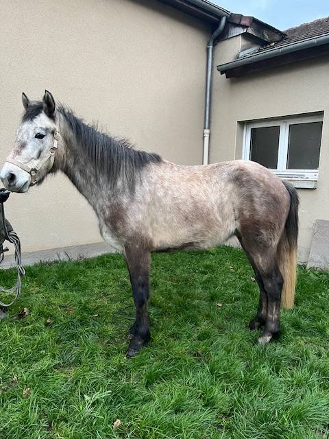 Gelding Connemara For sale 2023 Grey