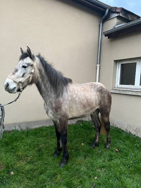Gelding Connemara For sale 2023 Grey