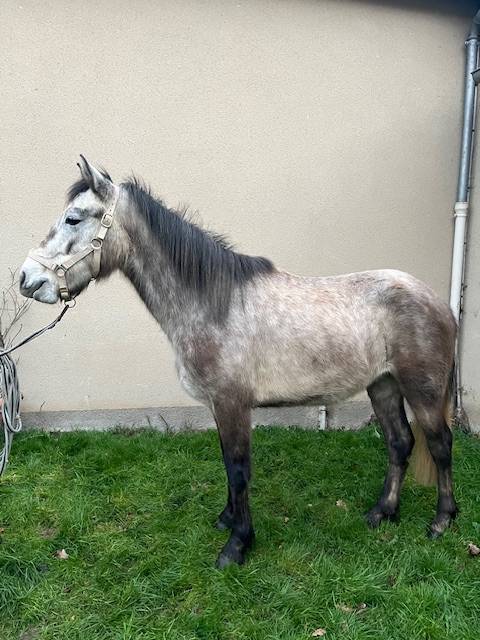 Gelding Connemara For sale 2023 Grey