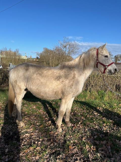 Broodmare Connemara For sale 2013 Grey