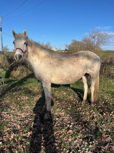 Broodmare Connemara For sale 2013 Grey