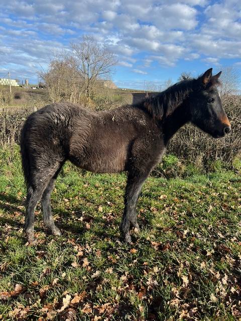 Filly Connemara For sale 2025 Bay