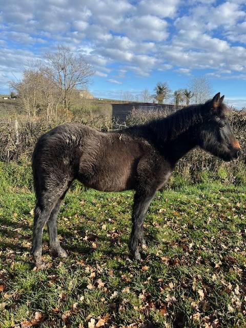 Filly Connemara For sale 2025 Bay