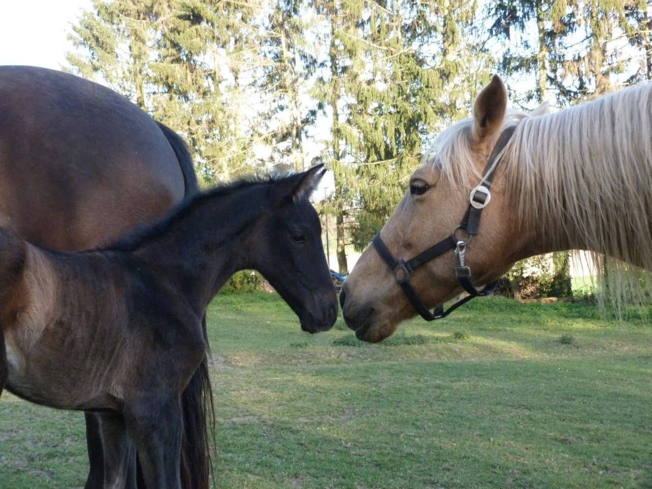 Colt PRE Pure Spanish Bred For sale 2026 Black