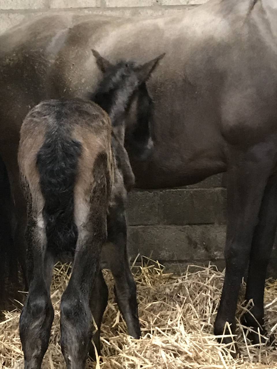 Colt PRE Pure Spanish Bred For sale 2026 Black