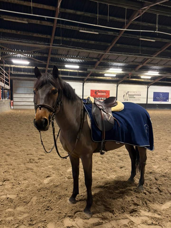 Gelding Belgian Riding Pony For sale 2015 Bay