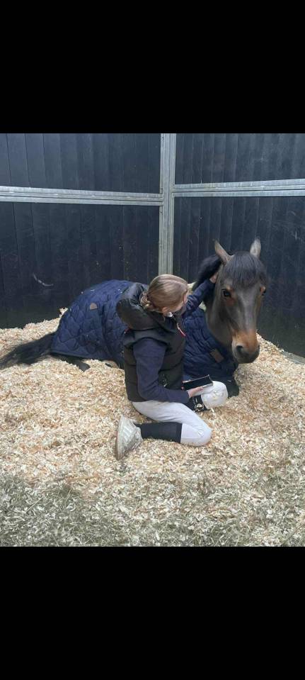 Gelding Belgian Riding Pony For sale 2015 Bay