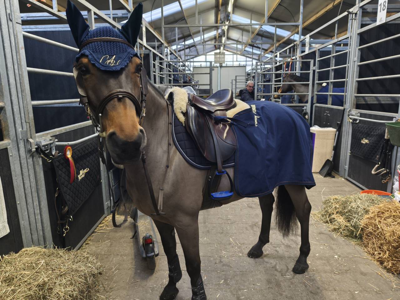 Gelding Belgian Riding Pony For sale 2015 Bay