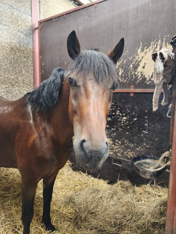 Gelding Belgian Riding Pony For sale 2015 Bay