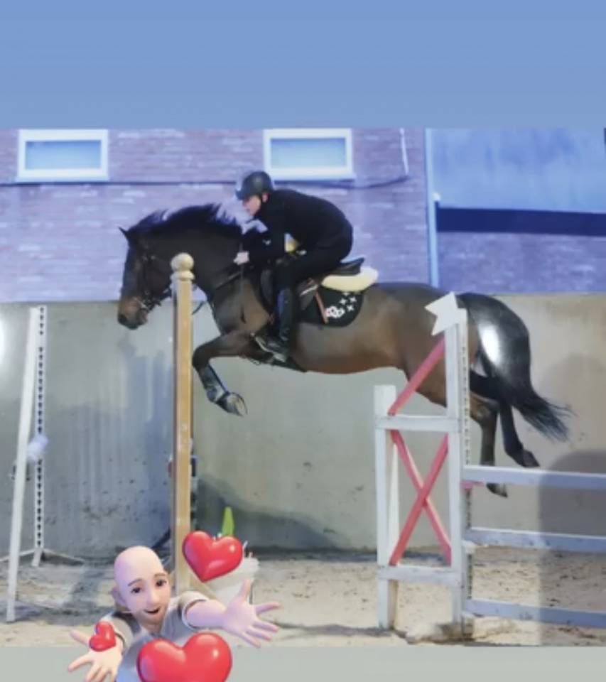 Gelding Belgian Riding Pony For sale 2015 Bay