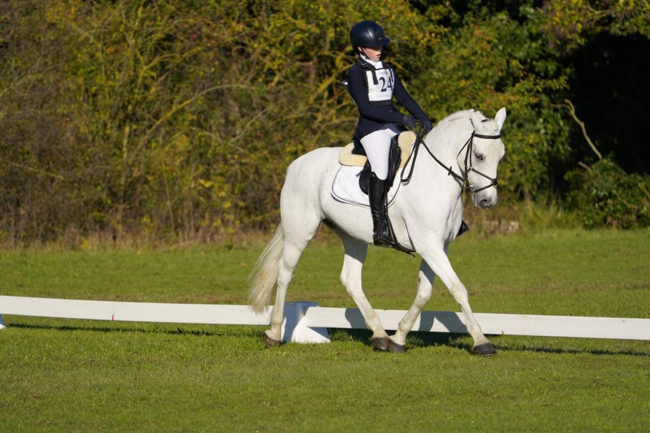 Gelding Connemara For sale 2008 Grey