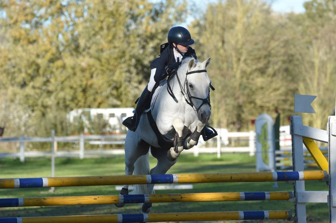 Gelding Connemara For sale 2008 Grey