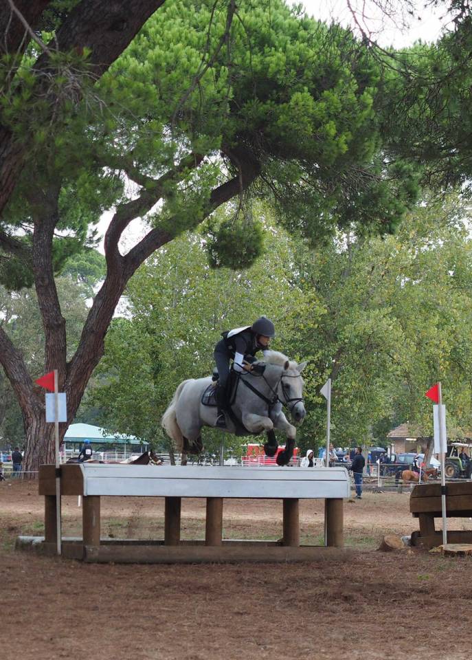 Gelding Connemara For sale 2008 Grey