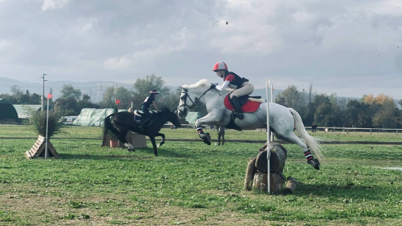 Gelding Connemara For sale 2008 Grey