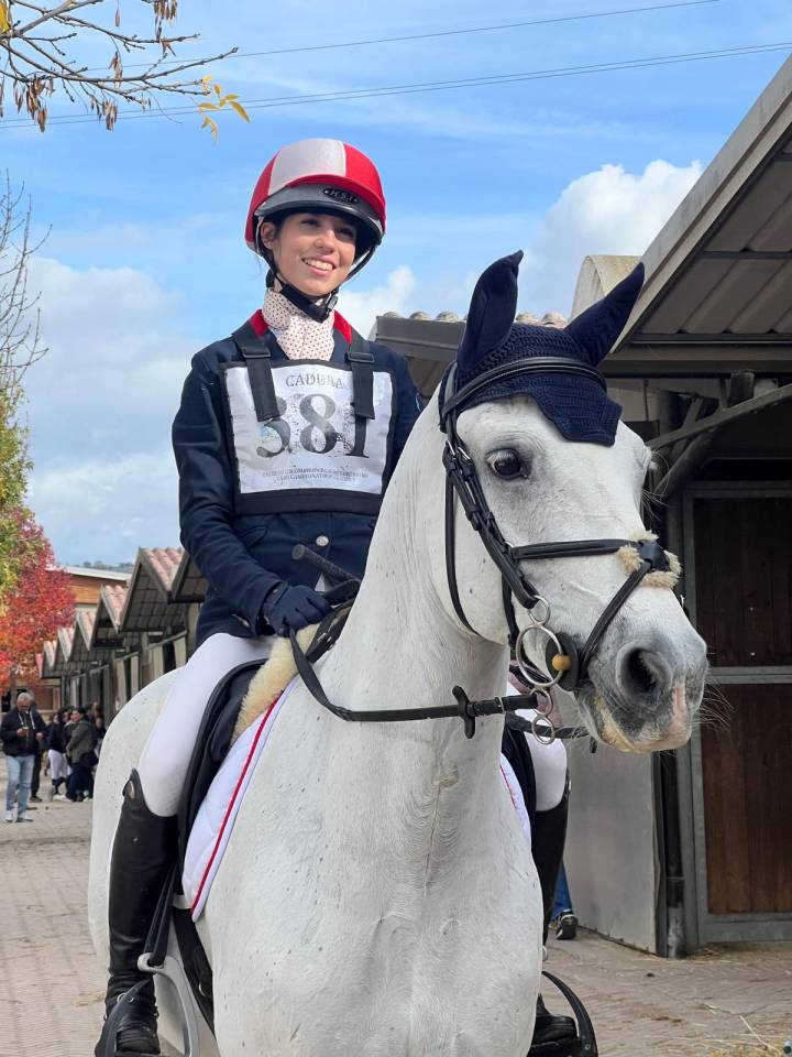 Gelding Connemara For sale 2008 Grey