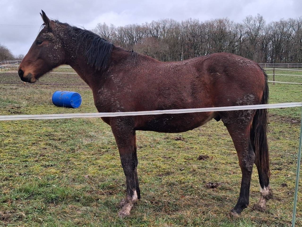 Stallion Zangersheide For sale 2024 Dark Bay