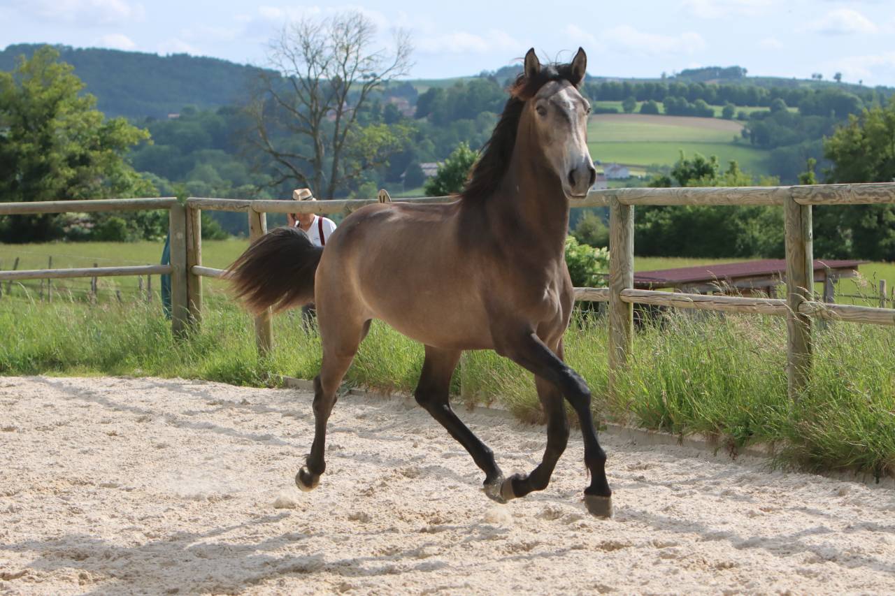 Entire Lusitano For sale 2023 Grey