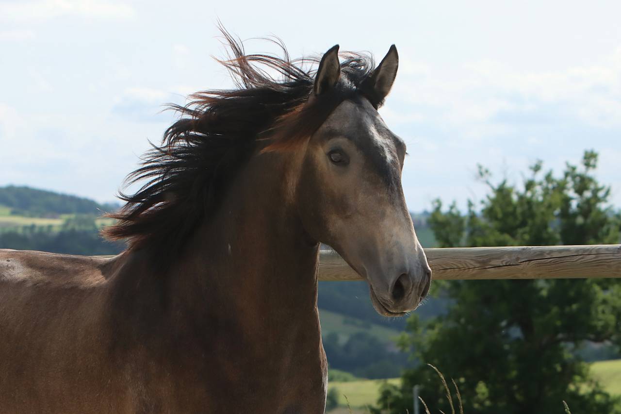 Entire Lusitano For sale 2023 Grey