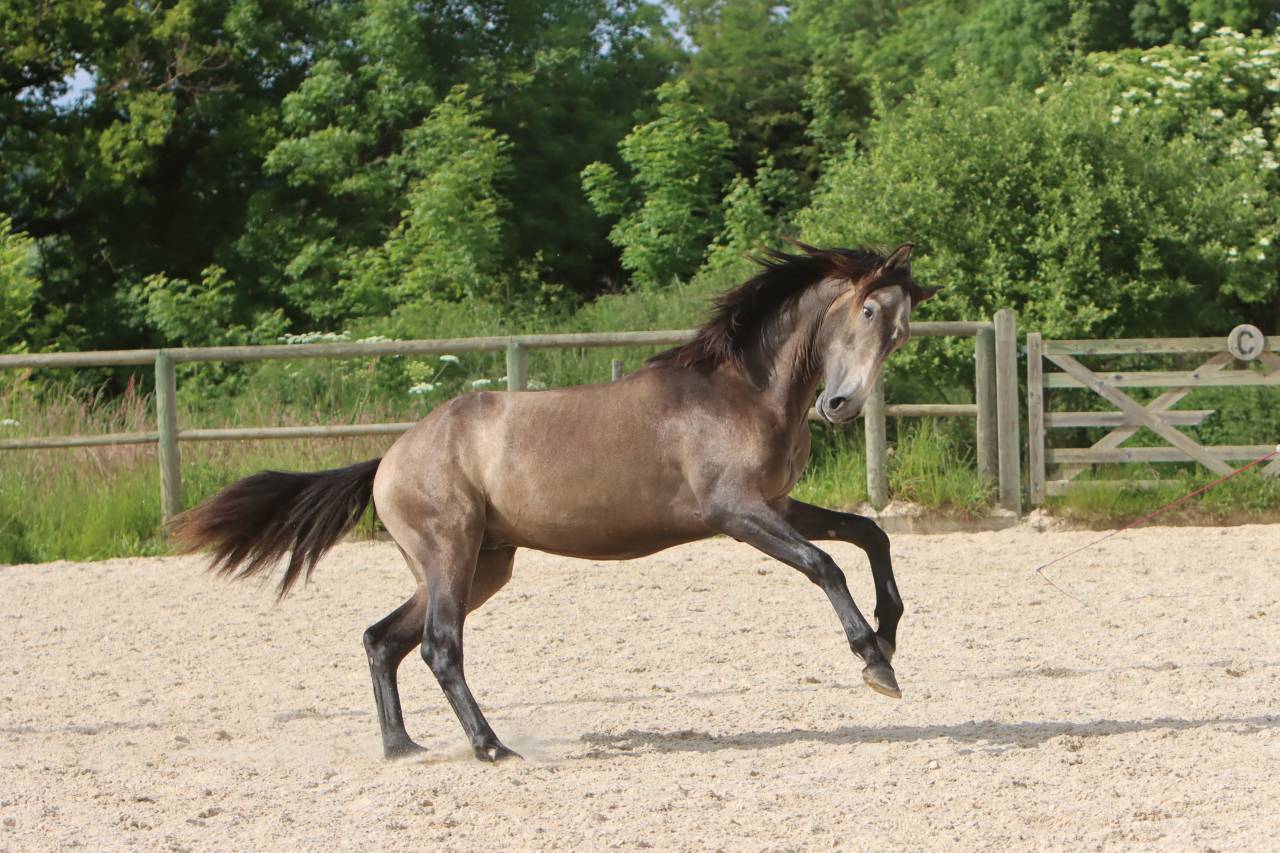 Entire Lusitano For sale 2023 Grey