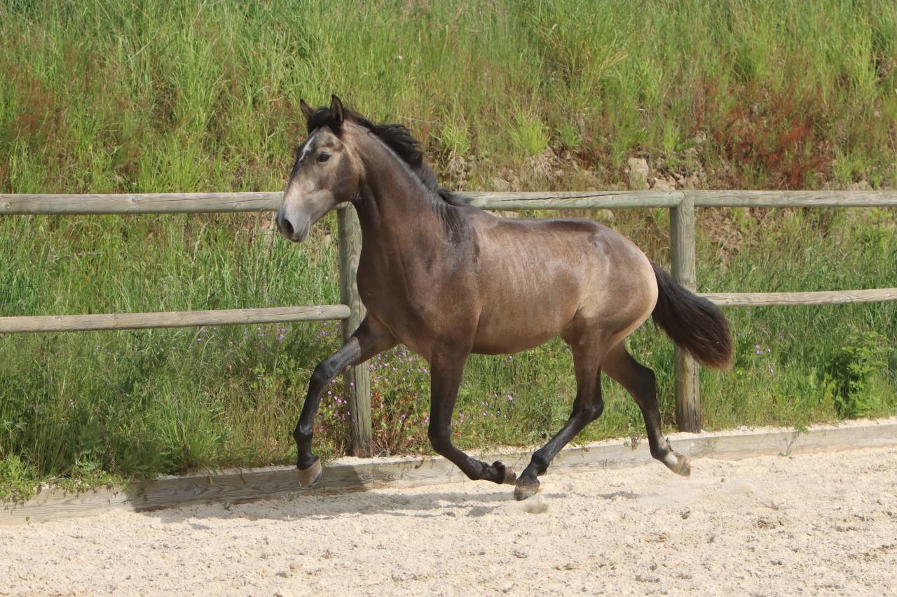Entire Lusitano For sale 2023 Grey