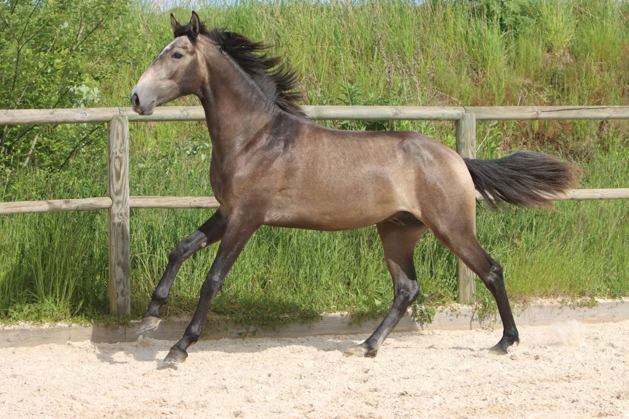 Entire Lusitano For sale 2023 Grey