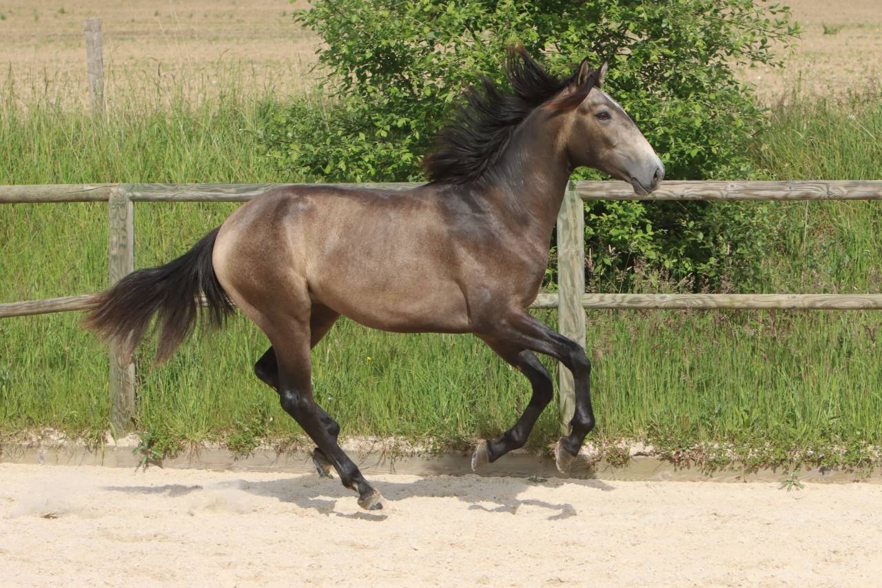 Entire Lusitano For sale 2023 Grey