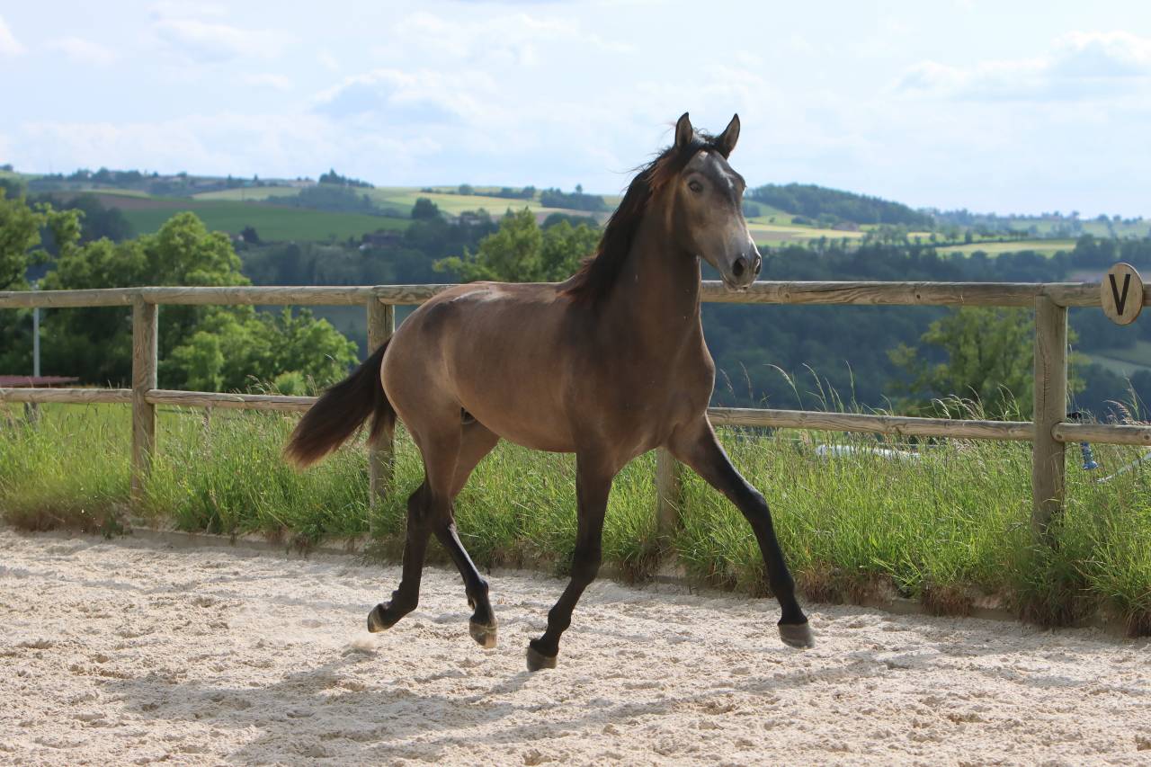 Entire Lusitano For sale 2023 Grey