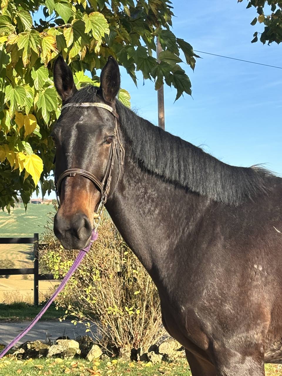 Mare Selle Fran&ccedil;ais For sale 2017 Black