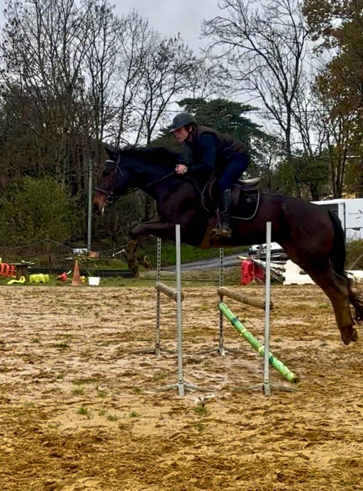 Mare Selle Fran&ccedil;ais For sale 2017 Black