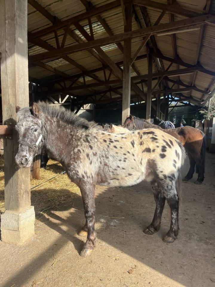 Gelding No Origin Recorded For sale 2015 Appaloosa