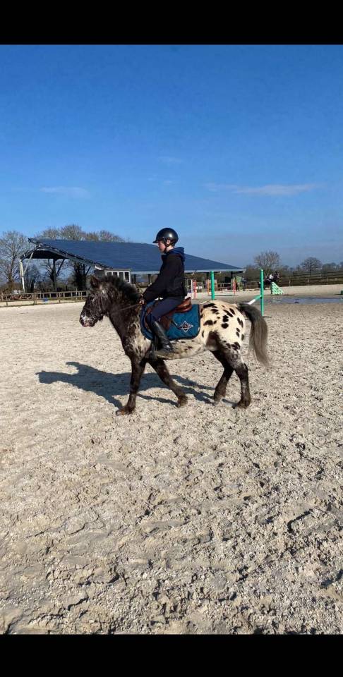 Gelding No Origin Recorded For sale 2015 Appaloosa
