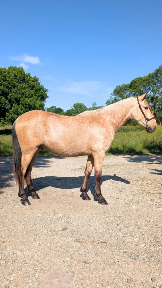 Gelding PRE Pure Spanish Bred For sale 2022 Buckskin