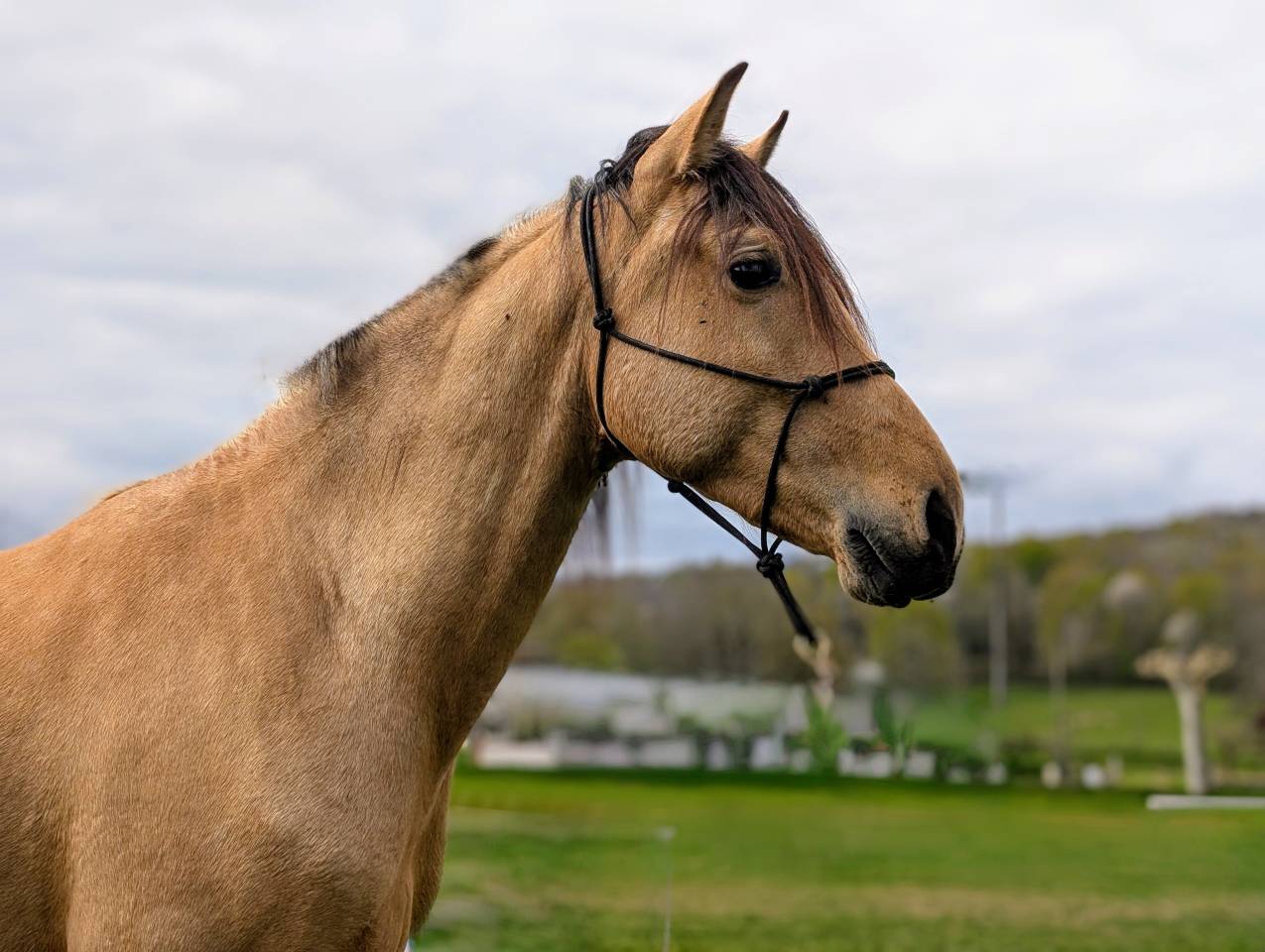 Gelding PRE Pure Spanish Bred For sale 2021 Buckskin