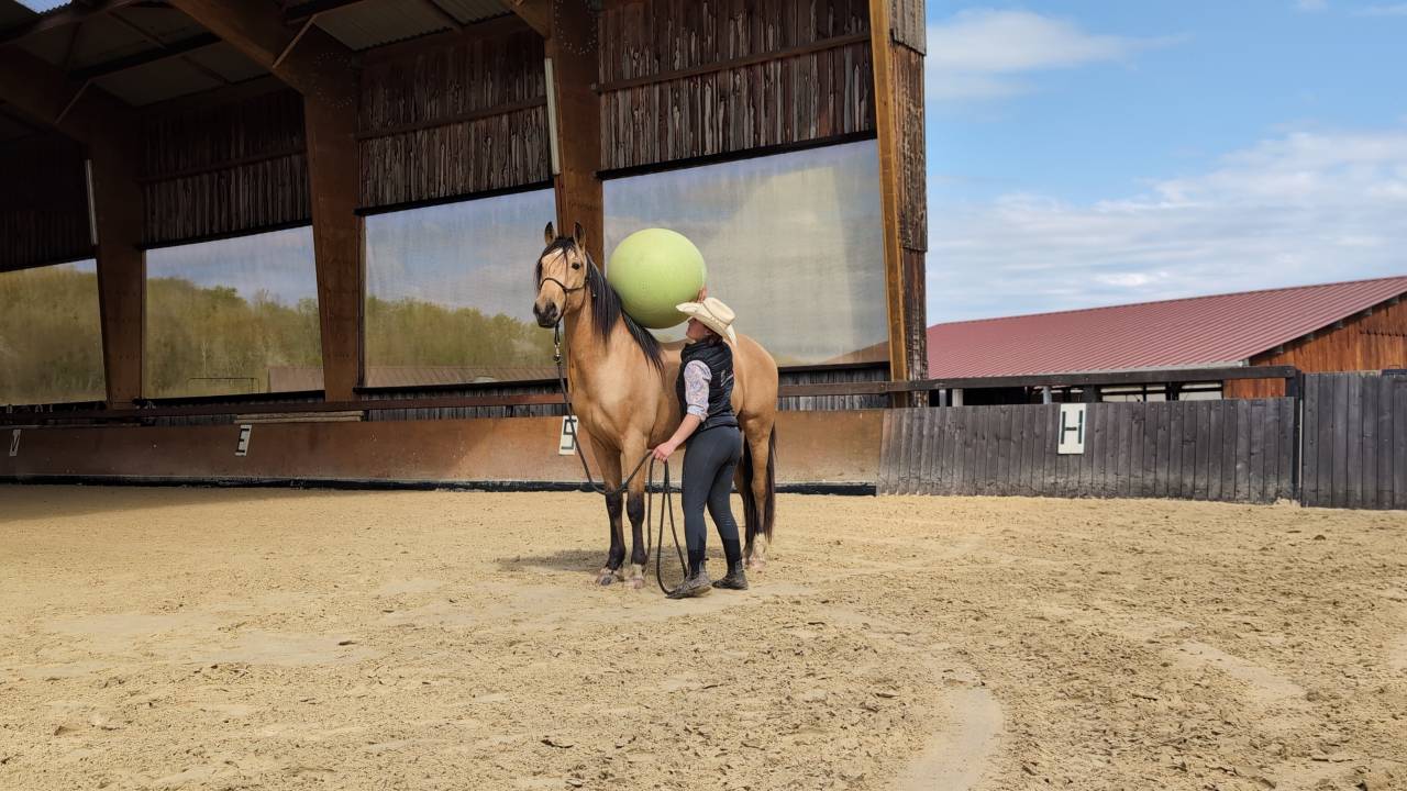 Gelding PRE Pure Spanish Bred For sale 2021 Buckskin