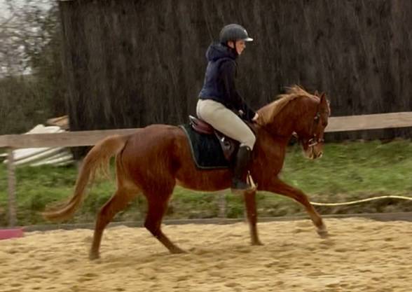 Mare Welsh Part Bred For sale 2021 Chesnut