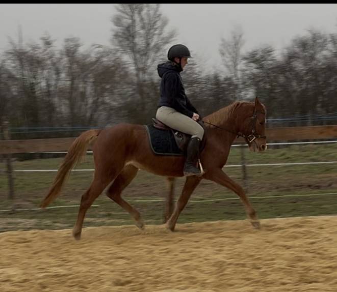 Mare Welsh Part Bred For sale 2021 Chesnut