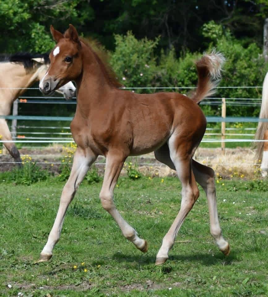 Mare Welsh Part Bred For sale 2021 Chesnut