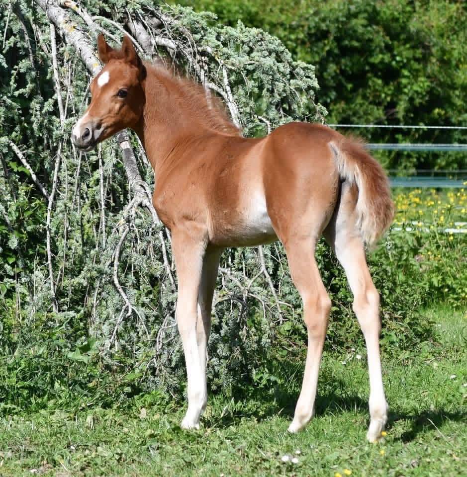 Mare Welsh Part Bred For sale 2021 Chesnut