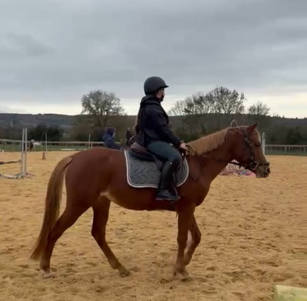 Mare Welsh Part Bred For sale 2021 Chesnut