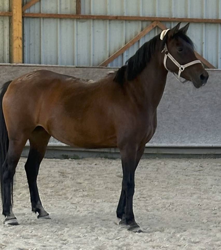 Mare No Origin Recorded For sale 2010 Bay