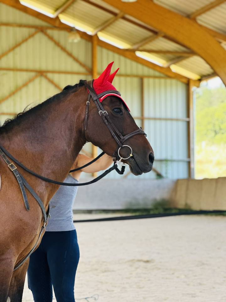 Mare No Origin Recorded For sale 2010 Bay