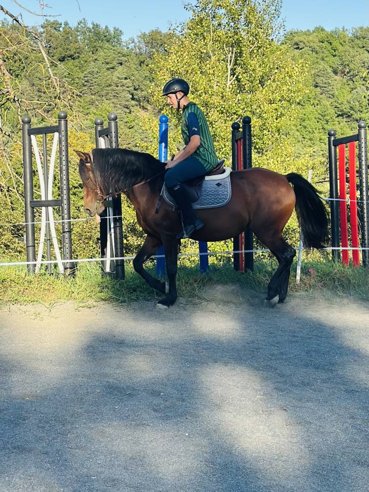 Mare No Origin Recorded For sale 2010 Bay