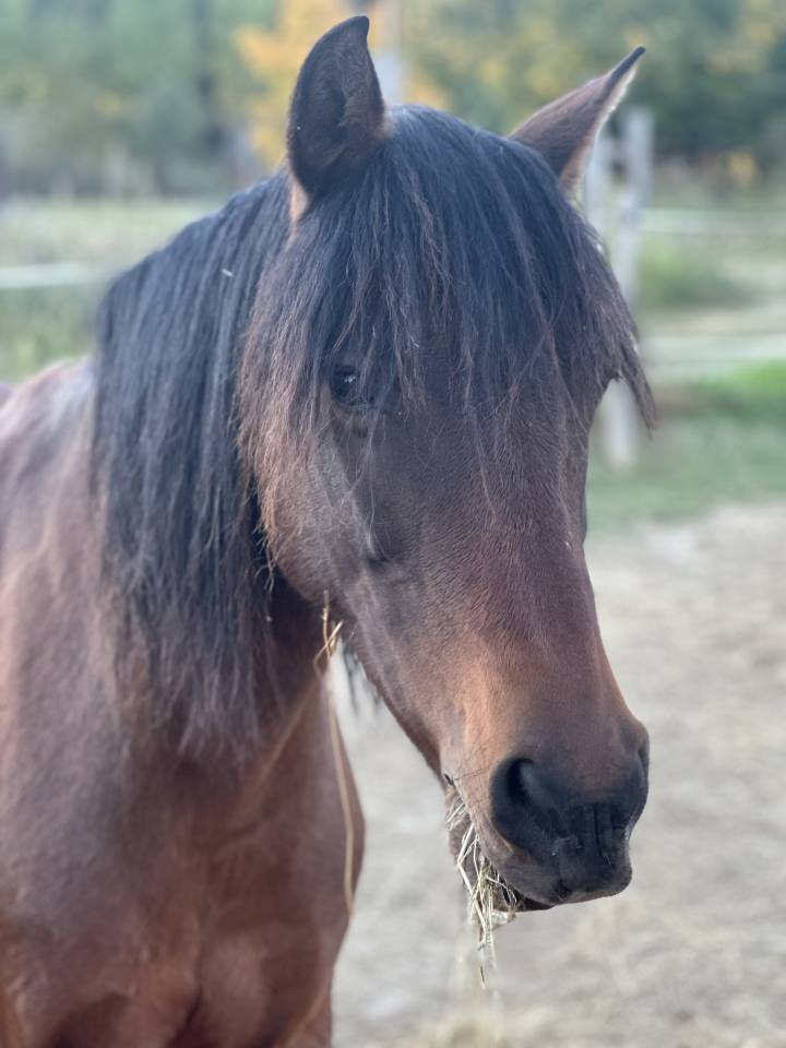 Mare No Origin Recorded For sale 2010 Bay